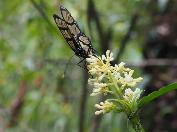 Bolivianischer Schmetterling — Stockfoto