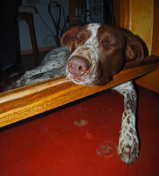 Olivia da Bolívia, um cão relaxado — Fotografia de Stock