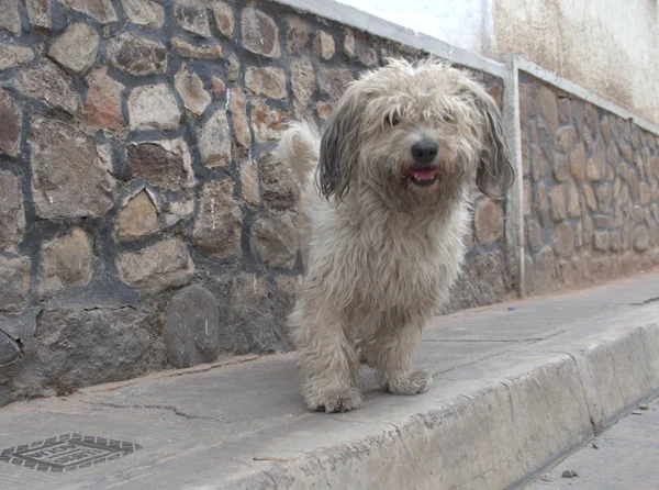 Street Dog, South America