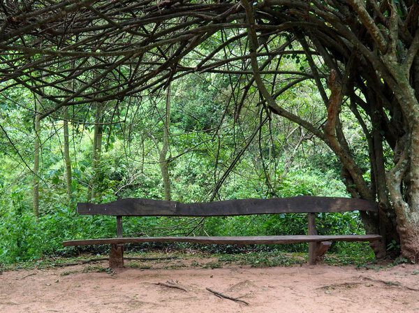 Скамейка в джунглях
