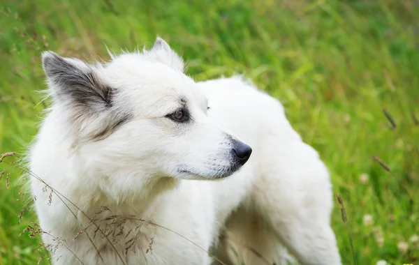 Pluizige witte hond op een weide — Stockfoto