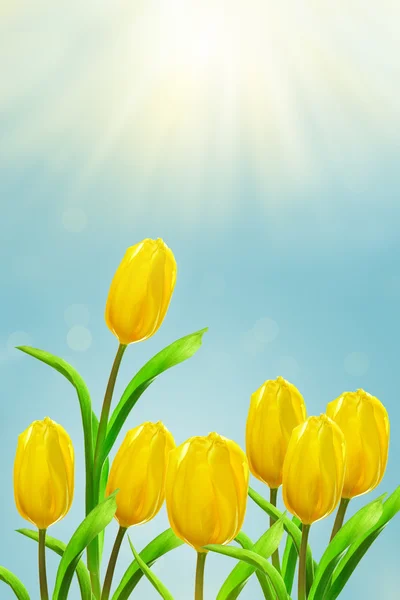 Gelbe Tulpen strecken sich den Sonnenstrahlen entgegen — Stockfoto