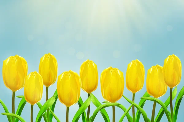 Gelbe Tulpen strecken sich den Sonnenstrahlen entgegen — Stockfoto