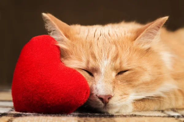 Kırmızı kabarık kedi uykuda sarılma yumuşak peluş kalp oyuncak