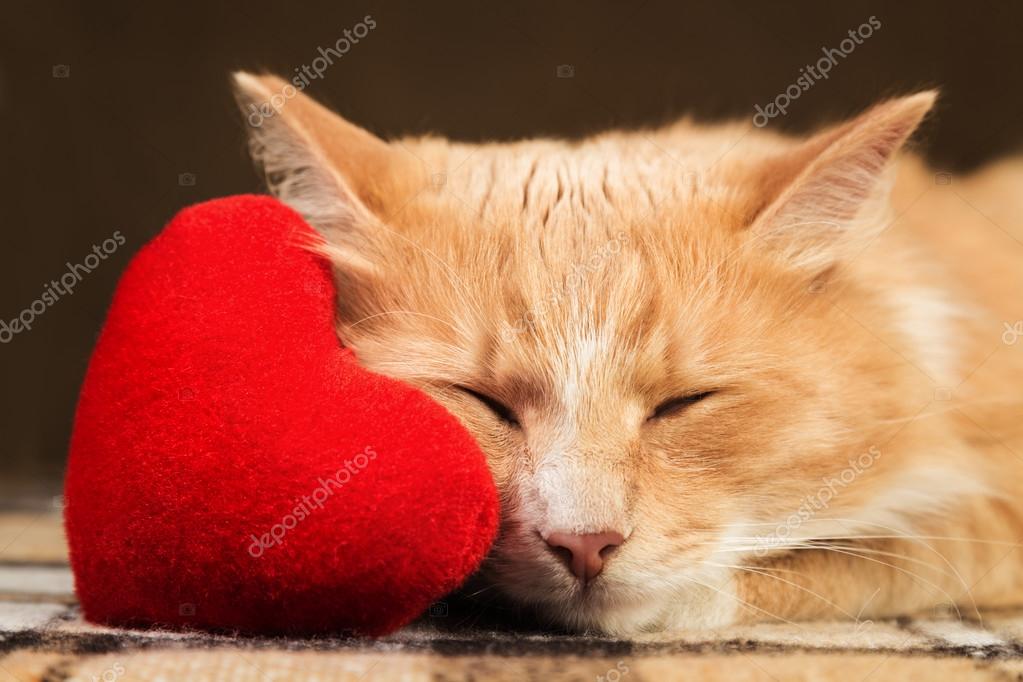Сердце Кошки Фото Сердце Кошки Фото