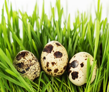 bıldırcın yumurtası yeşil çimenlerin üzerinde.