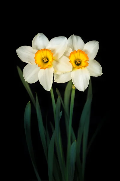 Duas flores narciso em um fundo preto . — Fotografia de Stock