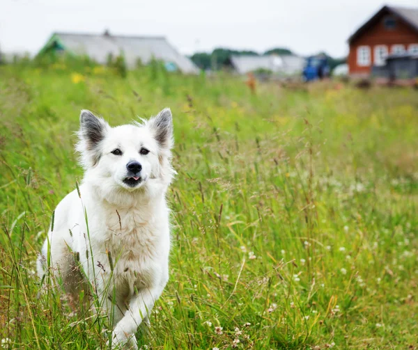 Bílý nadýchaný pes běží přes pole — Stock fotografie