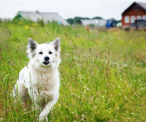 Beyaz tüylü köpek tarlada çalışan