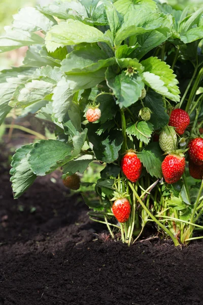 Fresas maduras maduradas en el arbusto —  Fotos de Stock