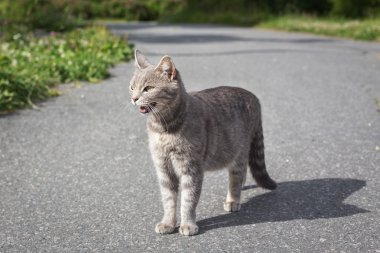 Parkta bir parça kızgın kedi