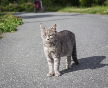 Parkta bir parça kızgın kedi