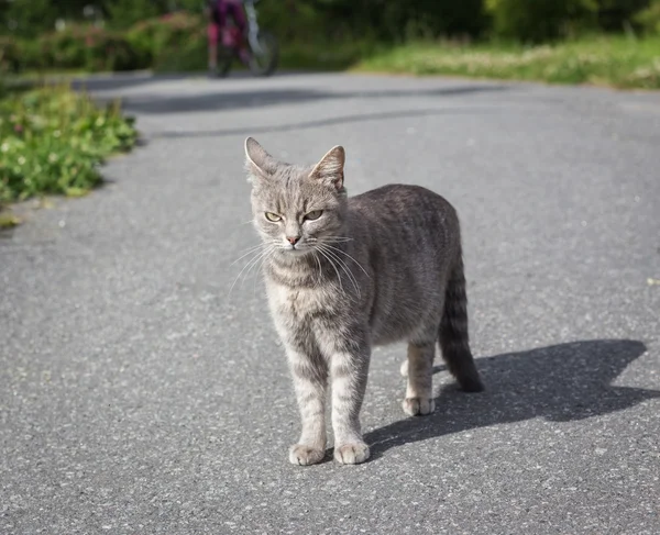 Gato irritado no parque em uma pista — Fotografia de Stock