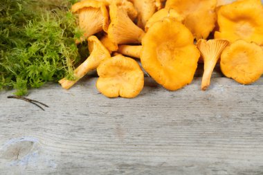 chanterelles ve moss bir ahşap yüzeye
