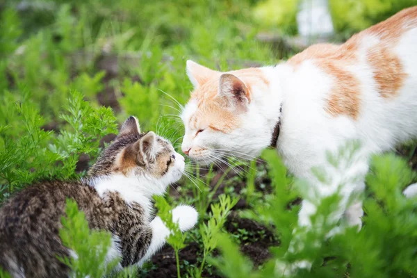 Toplantı büyük bir kedi ve küçük yavru kedi