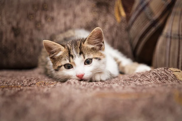 Little kitten has a rest lying — Stock Photo, Image