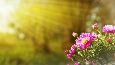 Alp aster ile sonbahar arka plan