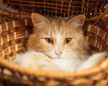 Kırmızı kedi dal ağaç sepet içinde dinlenme