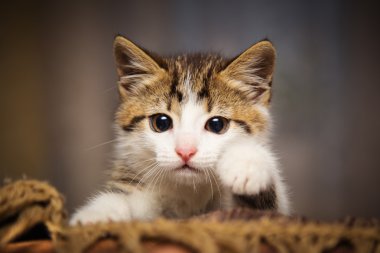 Sandalyeden bakmak şirin yavru kedi