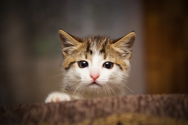 Cute kitten peeking out of a chair — Stock Photo, Image