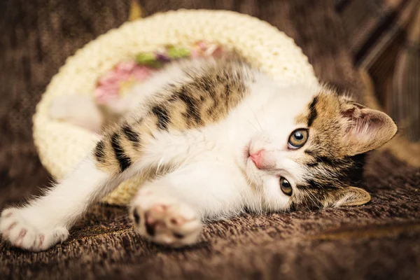 Cute kitten lies in a hat — Stock Photo, Image