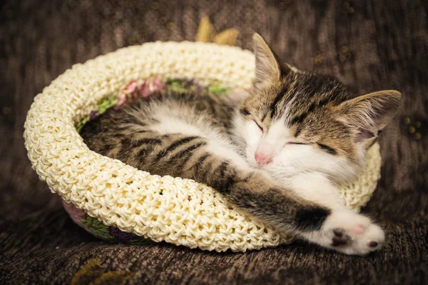 cute kitten sleeps in a hat