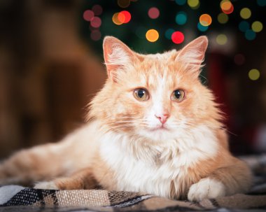 Kutlama arka plan üzerinde kırmızı kedi