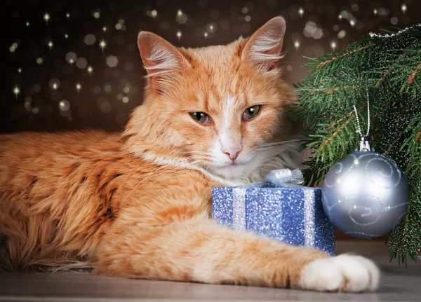 Рыжий кот лежит под елкой с подарком лапой. — стоковое фото