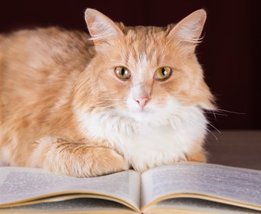 Zencefil kabarık kedi üzerinde kitap yalan sarı gözlü