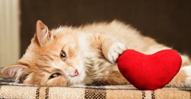 Zencefil kabarık kedi yumuşak oyuncak kalp dokunmadan oynak