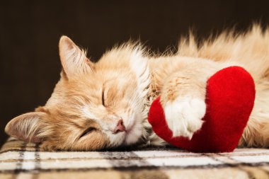 Kırmızı kabarık kedi uykuda sarılma yumuşak peluş kalp oyuncak