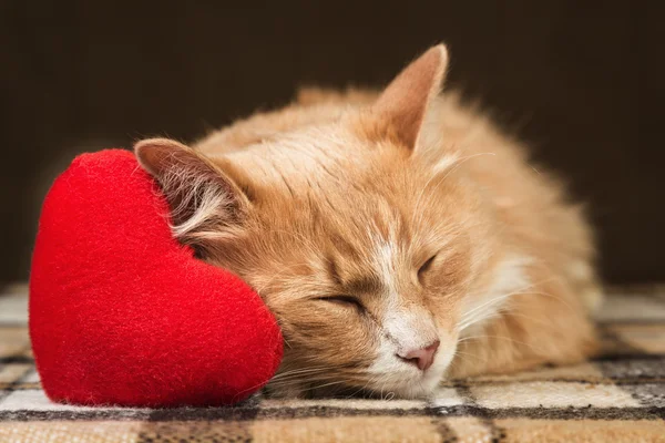 Kırmızı kabarık kedi uykuda sarılma yumuşak peluş kalp oyuncak