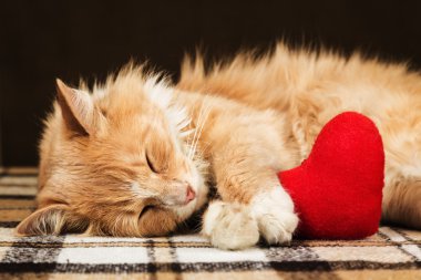 Kırmızı kabarık kedi uykuda sarılma yumuşak peluş kalp oyuncak