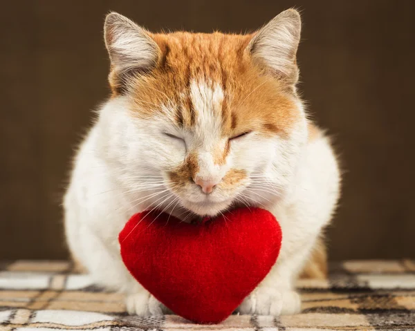 İki renkli zencefil kedi yalan peluş oyuncak kalp meditasyon.