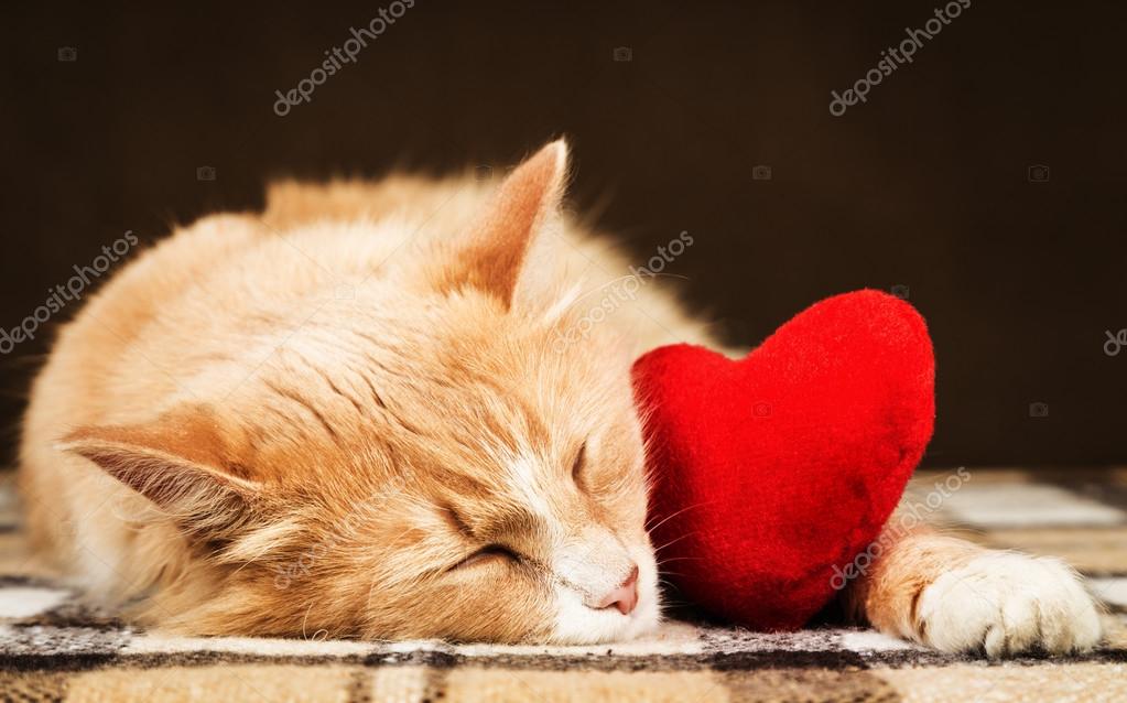 Golden red beautiful cat asleep hugging a small red plush heart toy ...