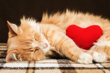 Kırmızı şirin tüylü kedi uykuda sarılma yumuşak peluş kalp oyuncak
