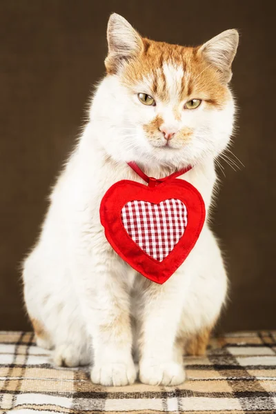 Beyaz kedi ile kırmızı lekeler ve gizemli görünüyorsun boyun kalp şeklinde dekorasyonu ile