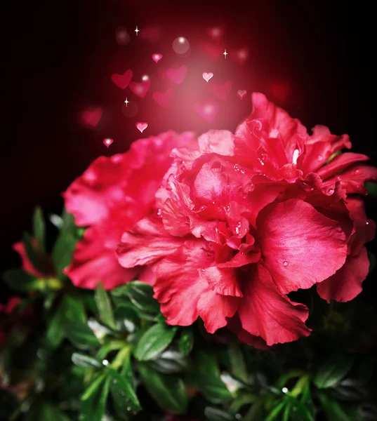 Magische azalea bloem op een feestelijke achtergrond bokeh harten — Stockfoto