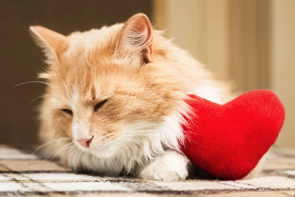 Altın kırmızı kedi uzaklaştı