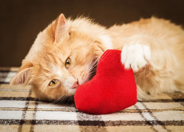Рыжий пушистый кот игриво трогает мягкое игрушечное сердце — стоковое фото