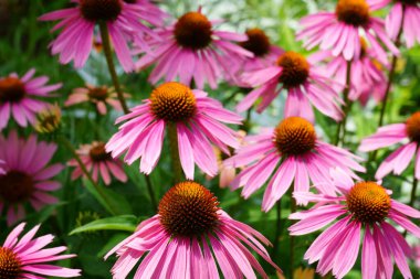 Mor bir Coneflower sahasına yakın çekim. Echinacea Purpurea. 