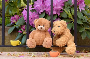 Metal bir çitte oturan ve çay molası veren iki oyuncak ayı. Magenta Rhododendron çiçekleri ve arka plandaki yaprakları.