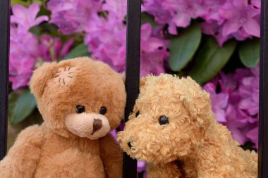 Birbirini seven iki oyuncak ayıya yakın çekim, tatlı sözler fısıldıyor. Arka planda Magenta Rhododendron çiçekleri.