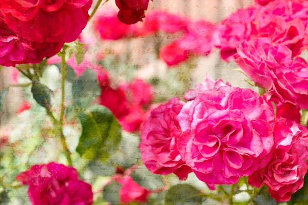 Caligrafía Francesa Antigua 1700 Caligrafía Rosas Color Rosa Rojo Sobre — Foto de Stock