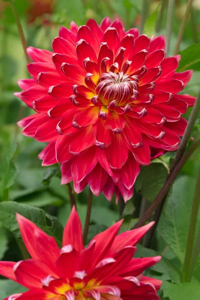 Gros Plan Sur Une Fleur Dahlia Rouge Végétation Trouble Arrière — Photo