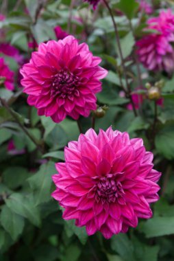 İki dekoratif mor-pembe Dahlia çiçeğine yakın plan. Arka planda yeşillik var. Dahlias 'ın adı Engelhardts Matador.