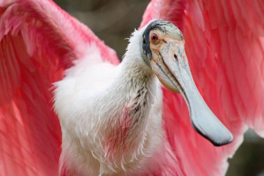 Açık kanatlı kaşık gagası pembe