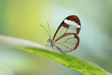 Yaprağın üzerinde oturan kelebek