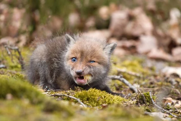 Renard Roux Dans Nature — Photo