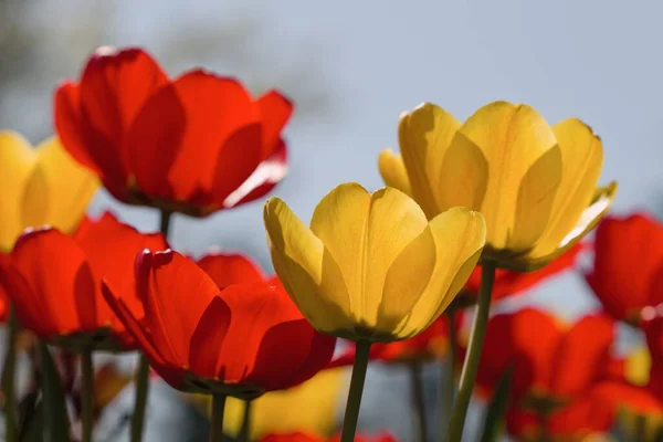 Tulipas Vermelhas Amarelas — Fotografia de Stock